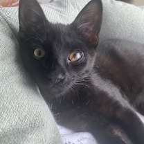 Thumbnail photo of Popeye Xander #1