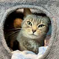 Thumbnail photo of Coco #1