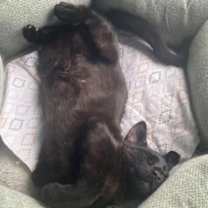 Thumbnail photo of Popeye Xander #2