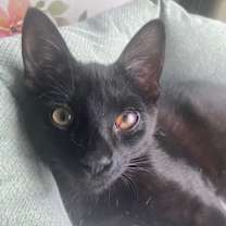 Thumbnail photo of Popeye Xander #3