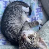 Thumbnail photo of Lima Xander #3