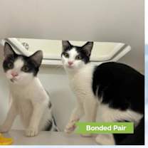 Thumbnail photo of Maggie #1