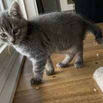 Thumbnail photo of Tangelo #3