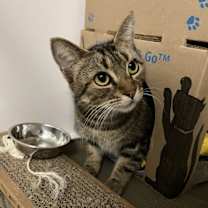 Thumbnail photo of Penny #1