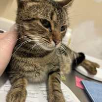 Thumbnail photo of Penny #3