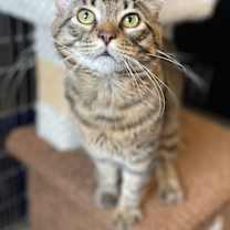 Thumbnail photo of Beeno #3