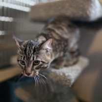 Thumbnail photo of Beeno #4