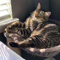 Thumbnail photo of Loki #3