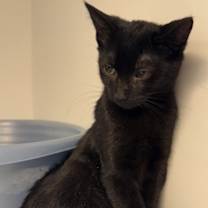 Thumbnail photo of Jingle #1