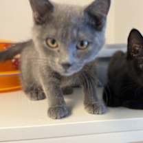 Thumbnail photo of Jingle #2