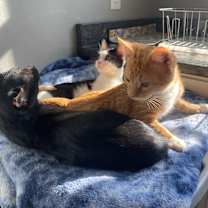 Thumbnail photo of Kobi Daniels #4