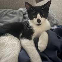 Thumbnail photo of Lincoln #3