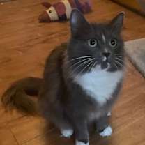 Thumbnail photo of Bindi #1