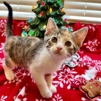 Thumbnail photo of Hazel #1