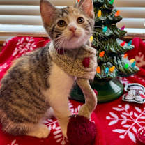 Thumbnail photo of Hazel #3