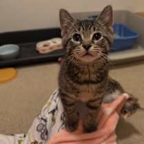 Thumbnail photo of Razzle #2