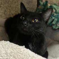 Thumbnail photo of Lily #1