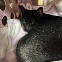 Thumbnail photo of Lily #3