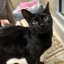 Thumbnail photo of Noir #3