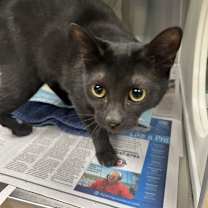 Thumbnail photo of Noir #4