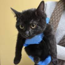 Thumbnail photo of Hufflepuff #1