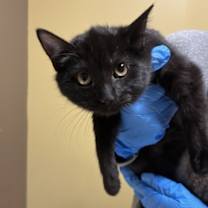 Thumbnail photo of Ravenclaw #2