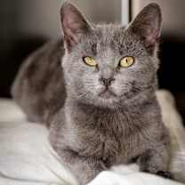 Thumbnail photo of Baby Bundt #1