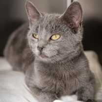 Thumbnail photo of Baby Bundt #3