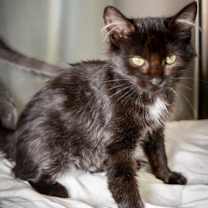 Thumbnail photo of Cosmic Brownie #2