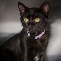 Thumbnail photo of Zinger #1