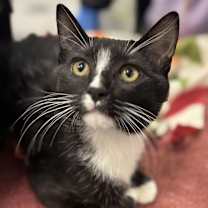 Thumbnail photo of Tennessee Tuxedo #1