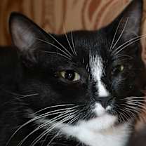 Thumbnail photo of Tennessee Tuxedo #2