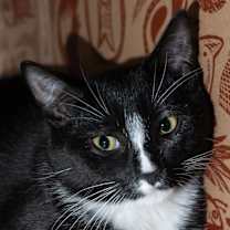 Thumbnail photo of Tennessee Tuxedo #3