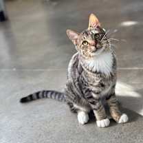 Thumbnail photo of Walnut #2