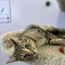 Thumbnail photo of Reggie(cat café) #1