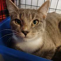 Thumbnail photo of Kernel Cobbs #2