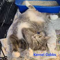 Thumbnail photo of Kernel Cobbs #3