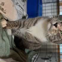 Thumbnail photo of Kernel Cobbs #4