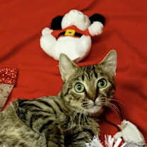 Thumbnail photo of Cornbread #2