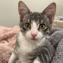 Thumbnail photo of Clover #2