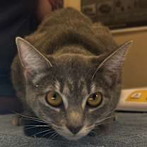 Thumbnail photo of Lola #3