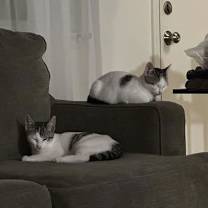 Thumbnail photo of Spotty #4