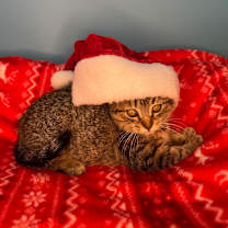 Thumbnail photo of Jingles  #1