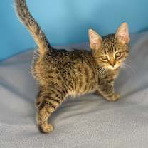 Thumbnail photo of Jingles  #3