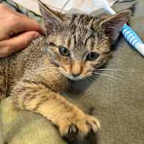 Thumbnail photo of Hope #1