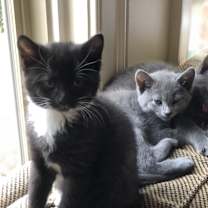 Thumbnail photo of OREO #3