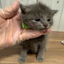 Thumbnail photo of Corey #2