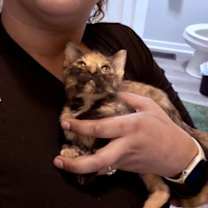 Thumbnail photo of *Nutmeg #2