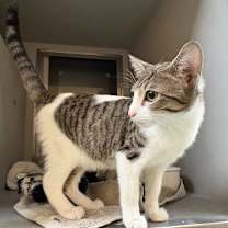 Thumbnail photo of Mojito #4