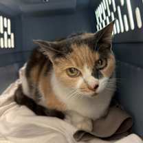 Thumbnail photo of Smitz #4